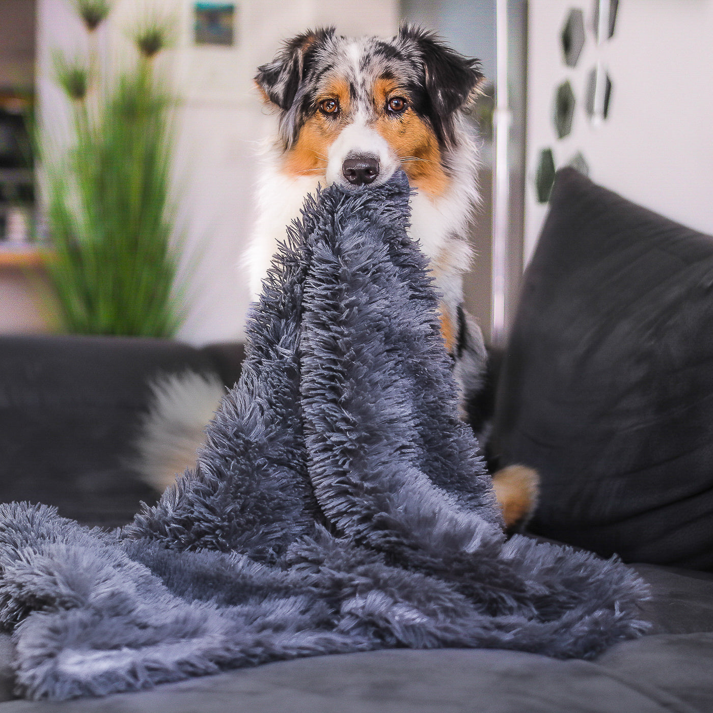Kuscheldecke für Hunde – flauschig & waschbar