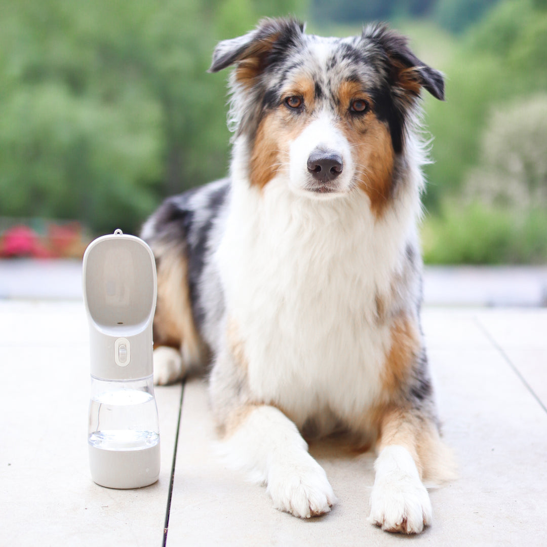 Hunde Trinkflasche inkl. Futterbehälter