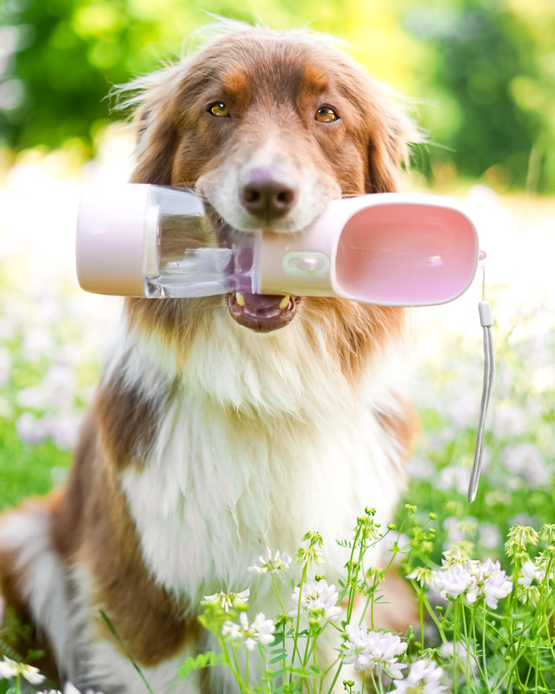 Wichtige Frühlings-Tipps für Hundehalter