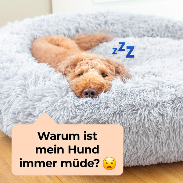 Müder Hund schläft – Ursachen für Müdigkeit beim Hund
