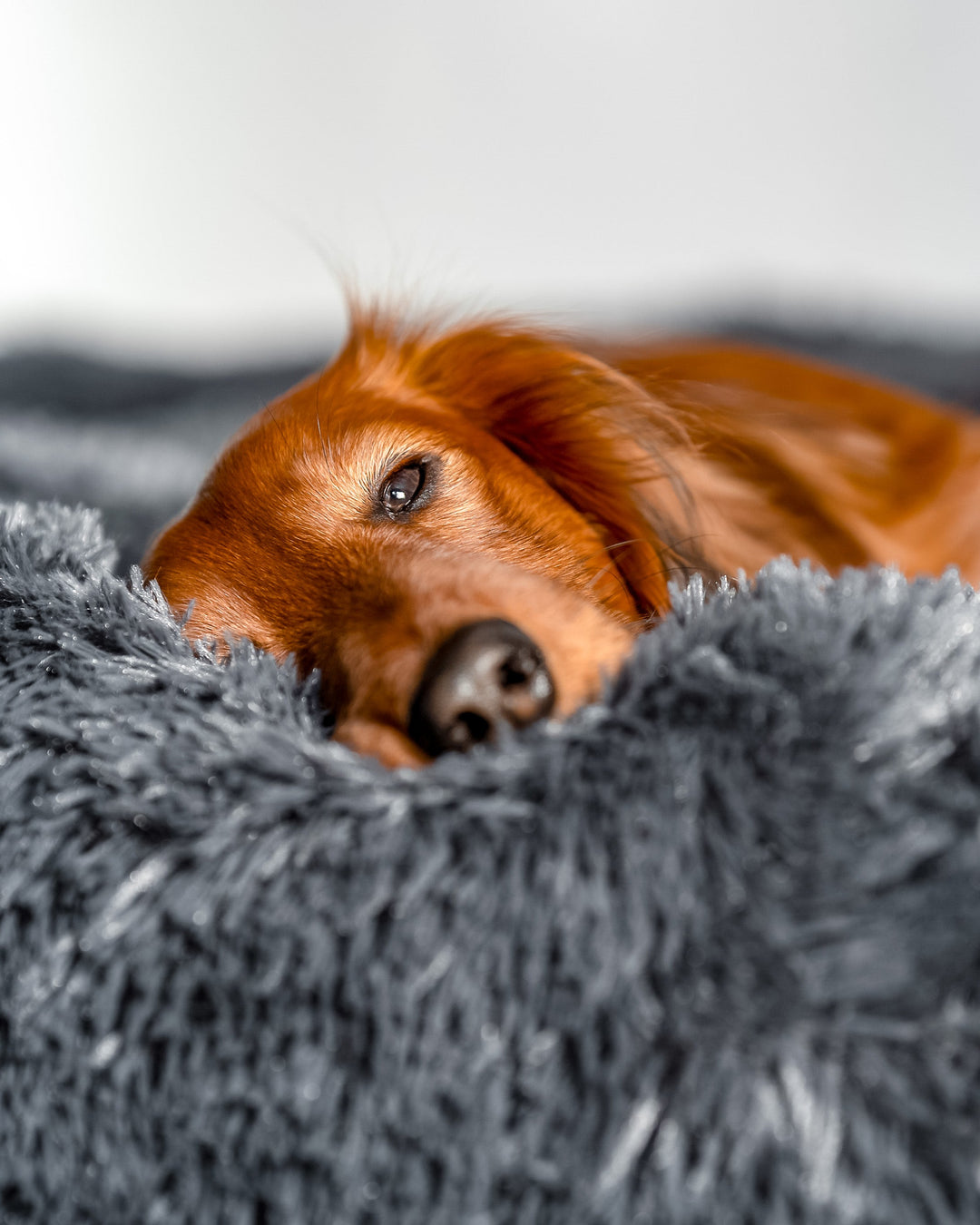 Erkälteter Hund ruht sich aus