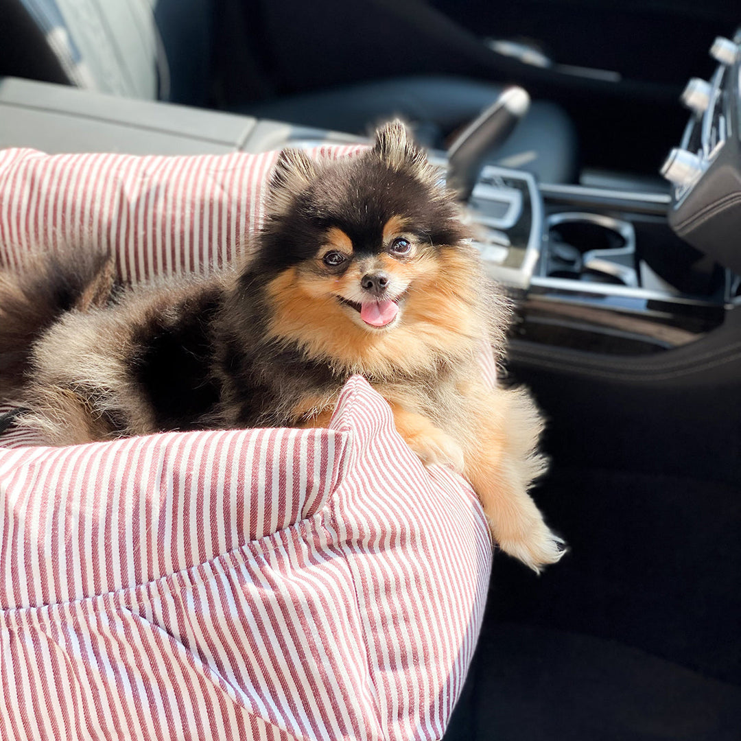 Hund schaut aus dem Auto – ans Autofahren gewöhnen