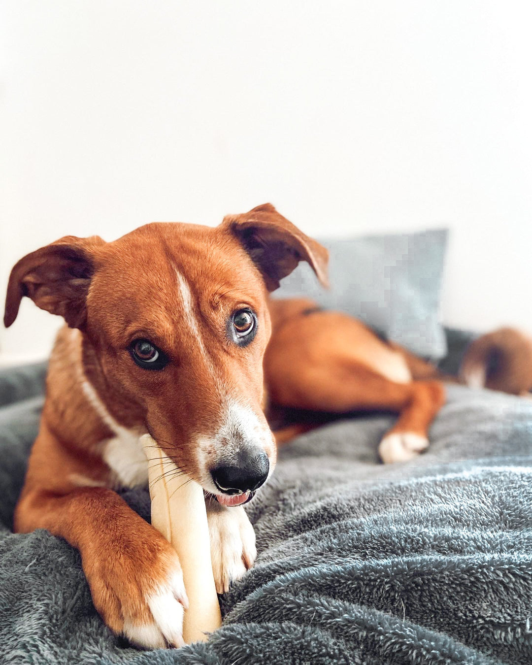 Hund wartet zuhause – alleine bleiben lernen