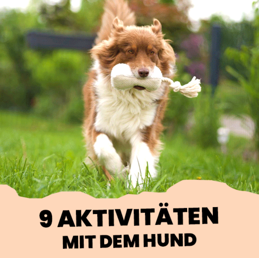 9 Aktivitäten mit deinem Hund
