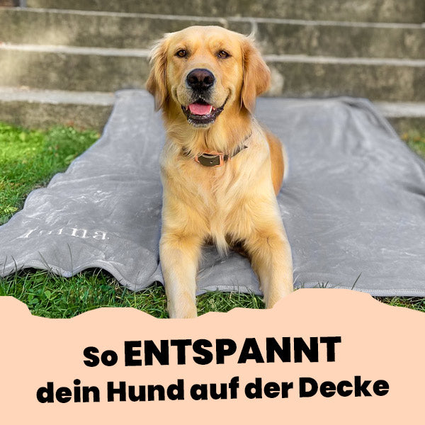 Hund entspannt auf seiner Decke – Deckentraining