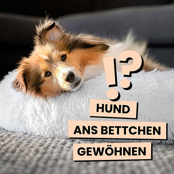 Hund gewöhnt sich an sein neues Hundebett