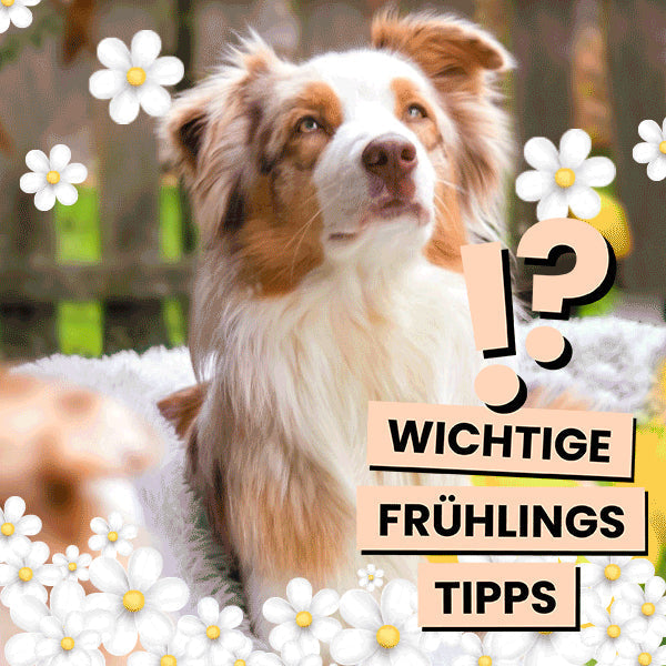 Hund auf Frühlingswiese – Tipps für Hundehalter