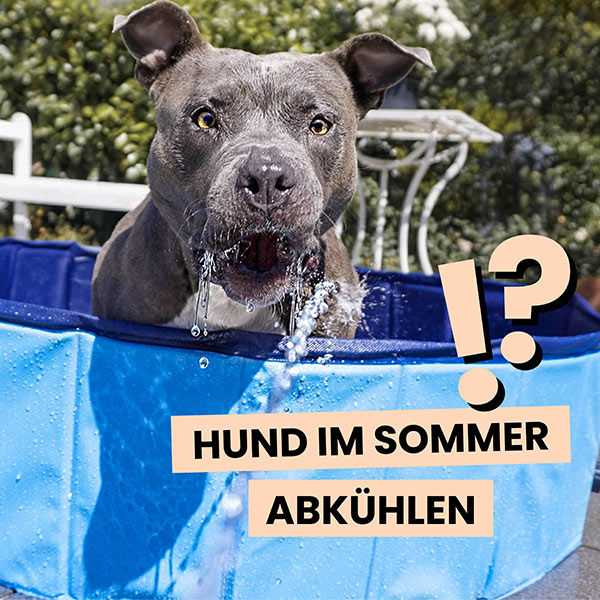 Hund kühlt sich im Sommer ab – Tipps gegen Hitze