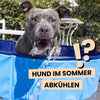 Hund im Sommer abkühlen - 5 Tipps gegen die Hitze