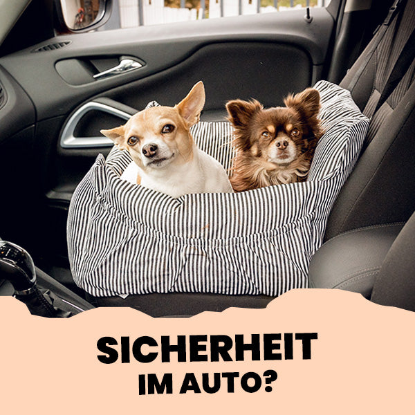 Wie transportiere ich meinen Hund sicher im Auto?