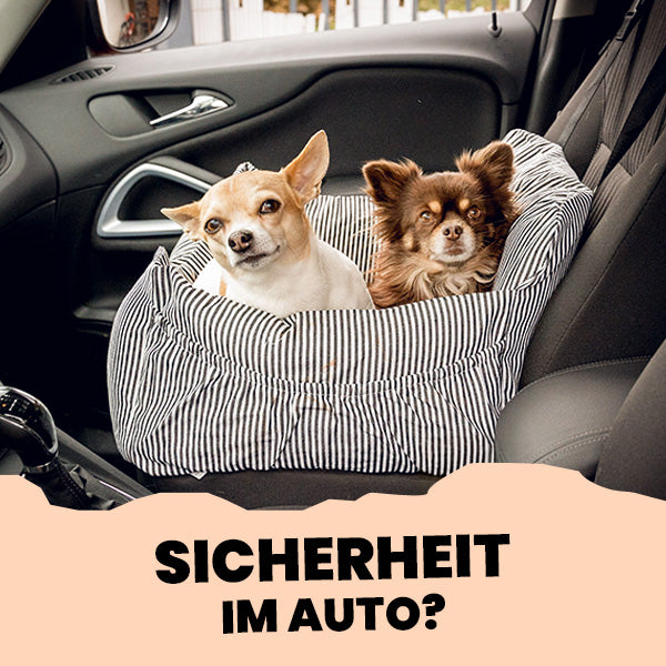 Hund sicher im Auto transportieren mit Autositz und Gurt