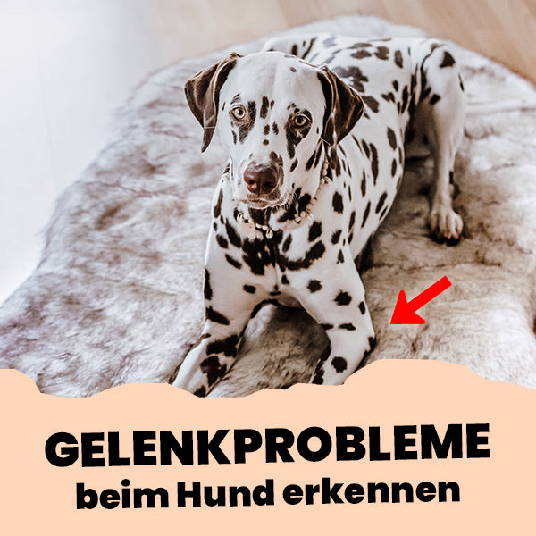 Hund mit Gelenkproblemen steht steif auf