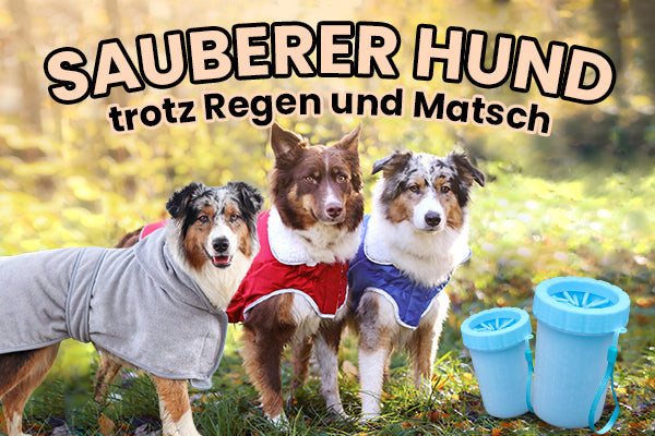 Hund mit Matschpfoten nach dem Gassi