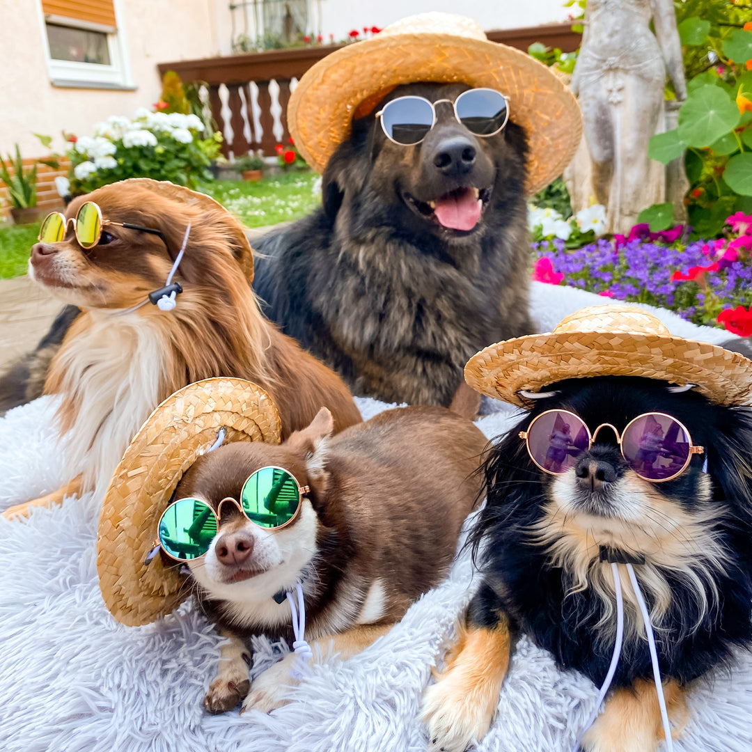Hund an heißem Sommertag – Tipps gegen Überhitzung