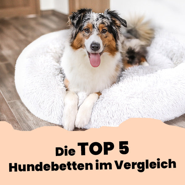 Die Top 5 Hundebetten im Vergleich