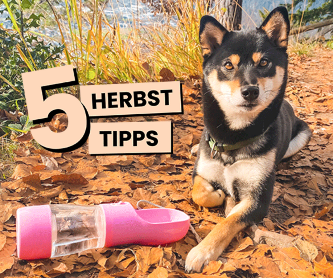 Hund im Herbstlaub – Tipps für nasskalte Tage