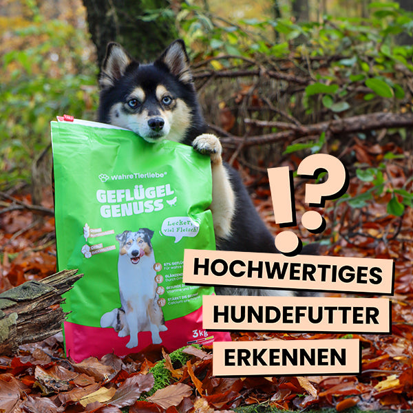 Woran erkenne ich gutes Hundefutter?