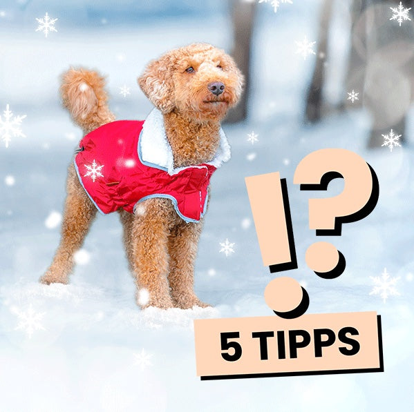 5 Hundetipps für kalte Tage