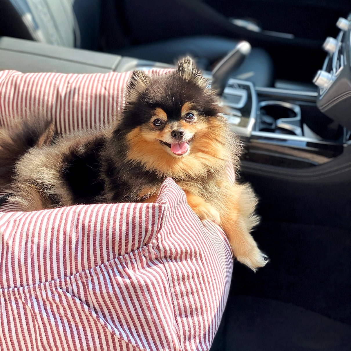 Hund entspannt im Autositz