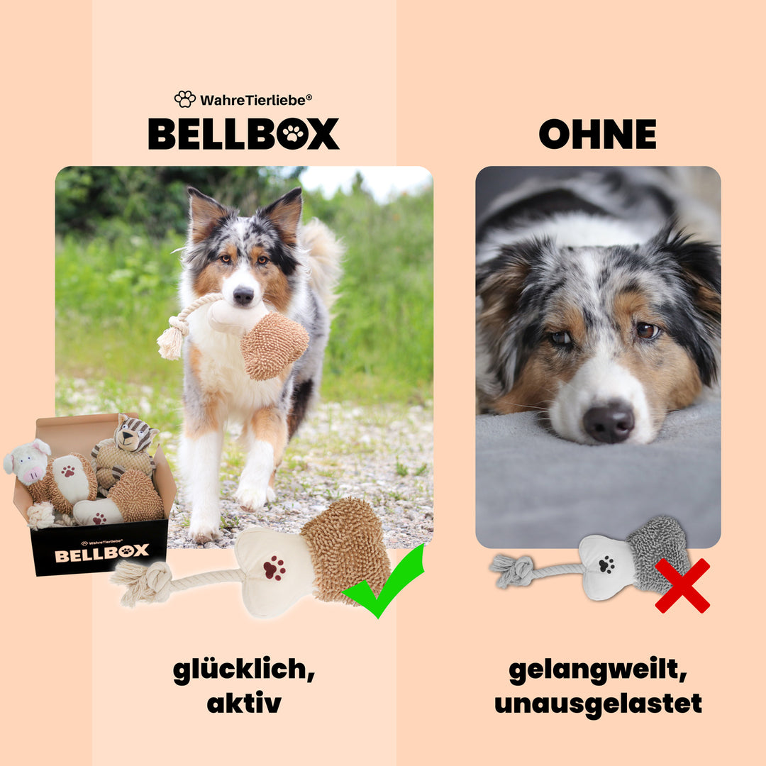 Bellbox - All in One Hunde Spielzeugbox