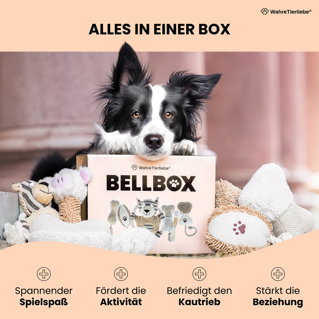 Bellbox - All in One Hunde Spielzeugbox Wahre Tierliebe Bellbox - All in One Hunde Spielzeugbox Wahre Tierliebe