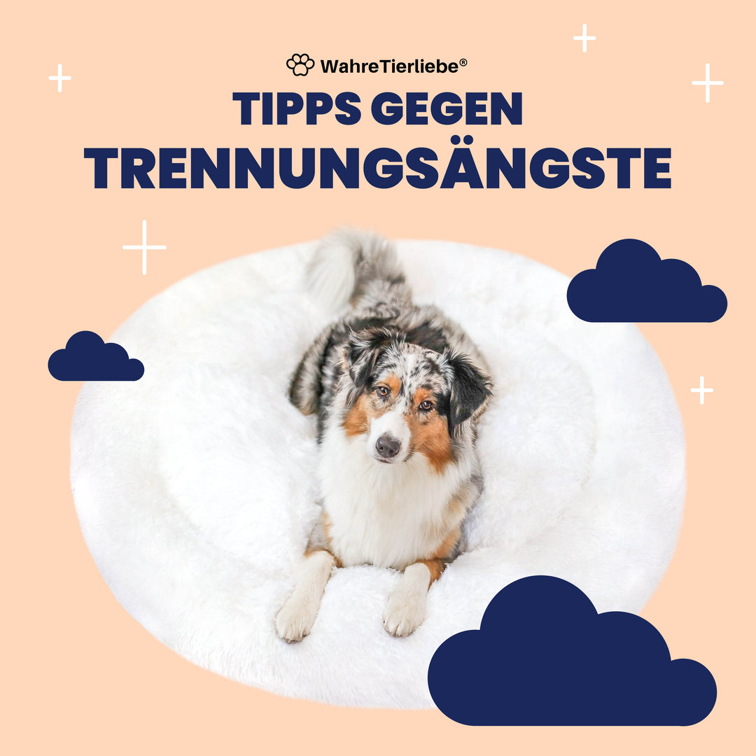 Gratis E-Book - Tipps gegen Trennungsängste