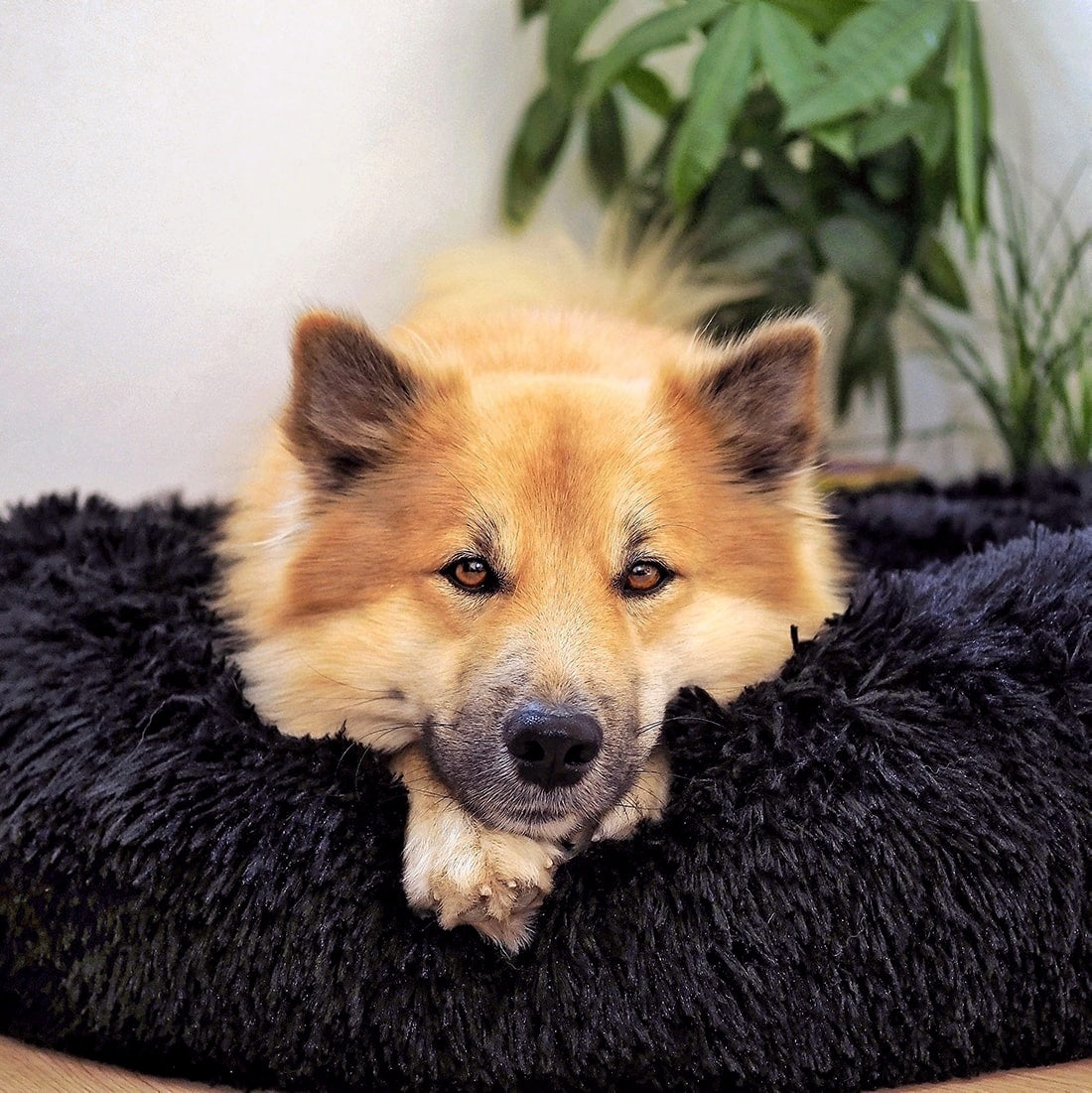 Kuscheliges Hundebett Wolke 7 - Das Original
