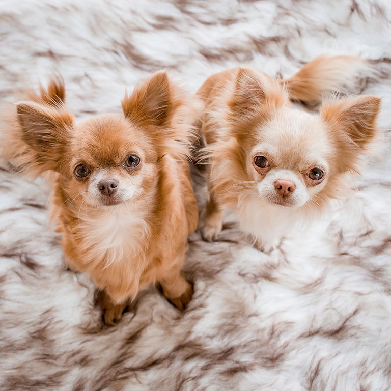 Orthopädisches Hundebett 