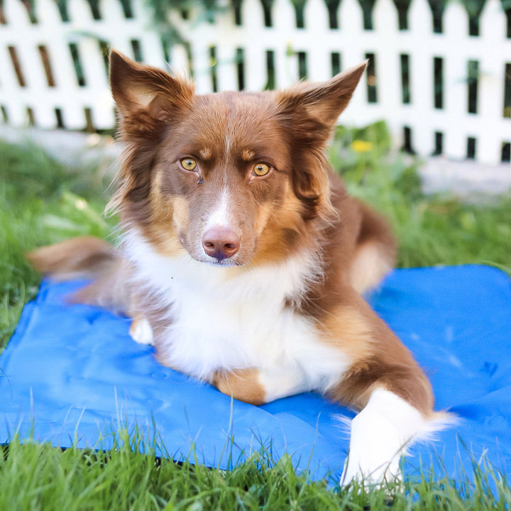 Hunde Kühlmatte