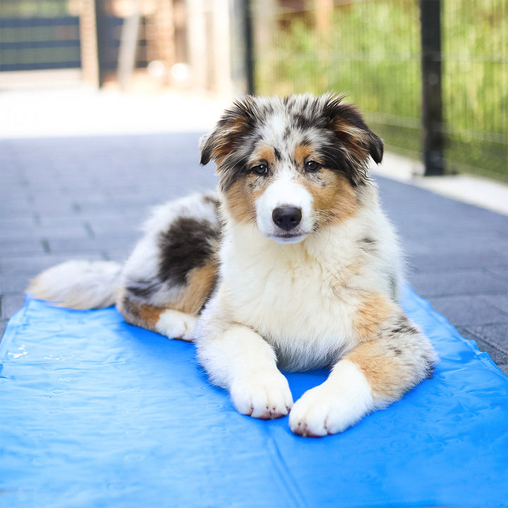 Hunde Kühlmatte