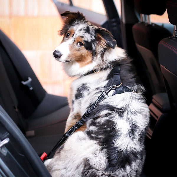 Quelcc Hundegurt fürs Auto, Anschnaller Hund Auto Einstellbar, Hunde  Sicherheitsgurt für Auto, Hundesicherheitsgurt mit Elastischer Ruckdämpfung  und