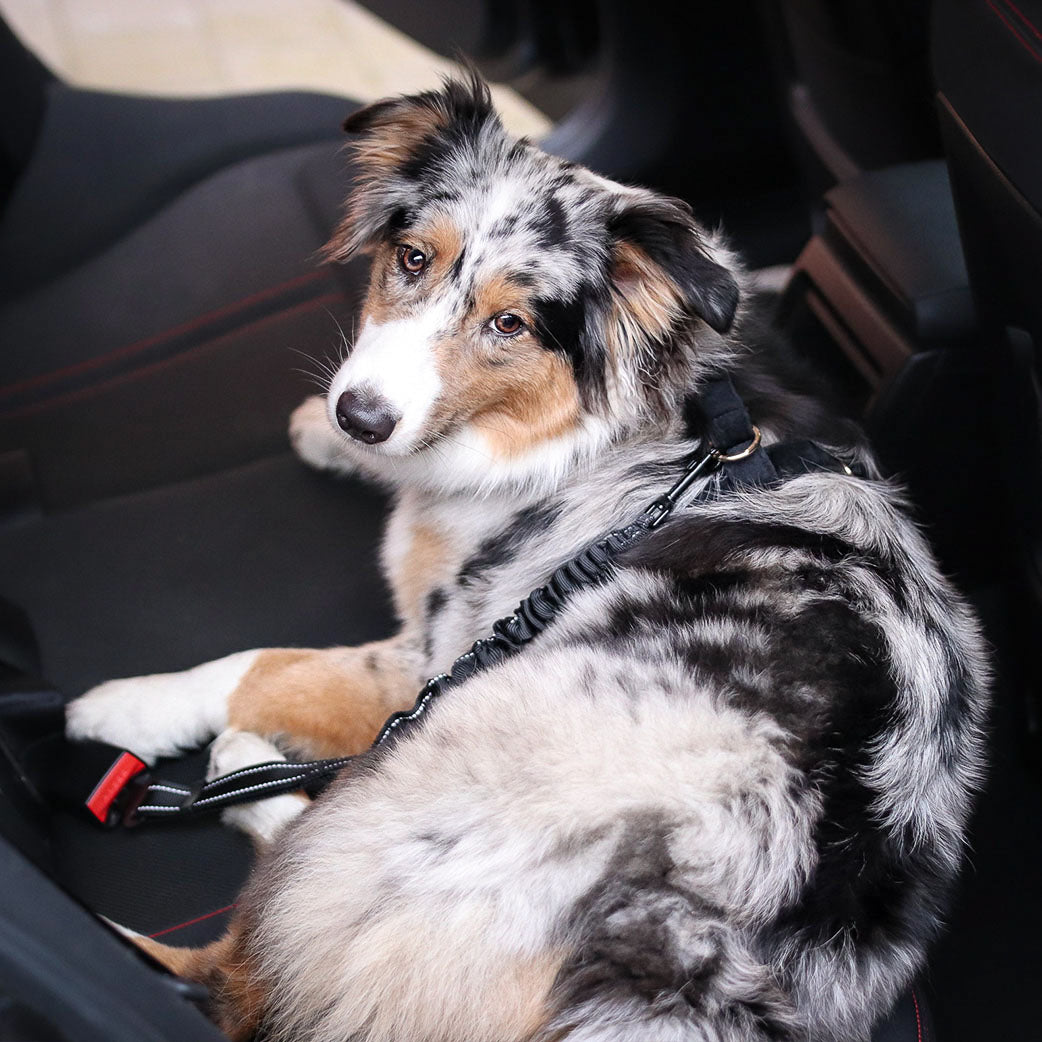 Hunde Sicherheitsgurt im Auto