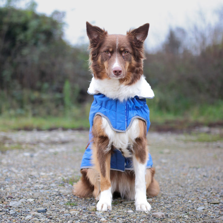 Premium Hunde Winterjacke