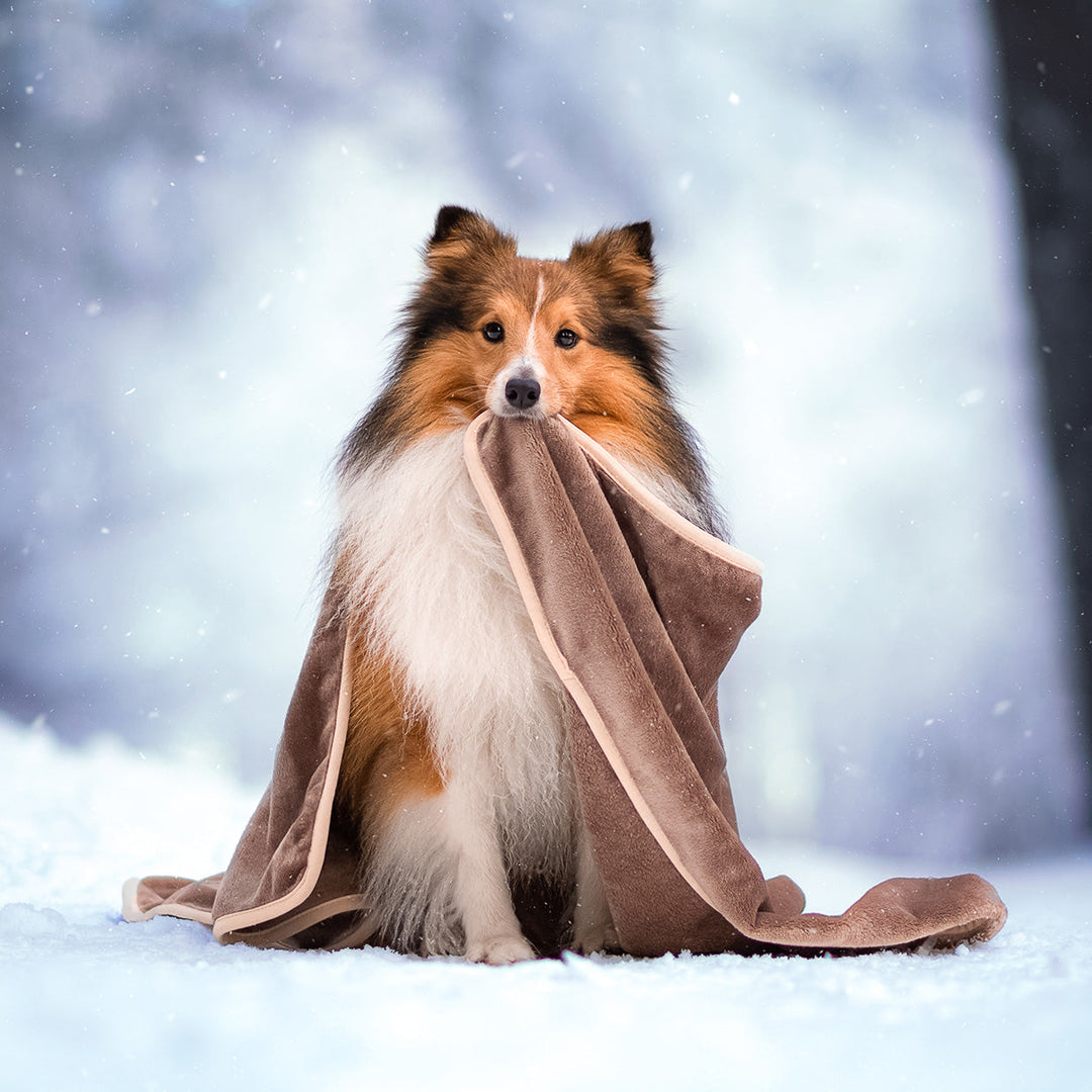 Persönliche Gravur - Premium Hundedecke