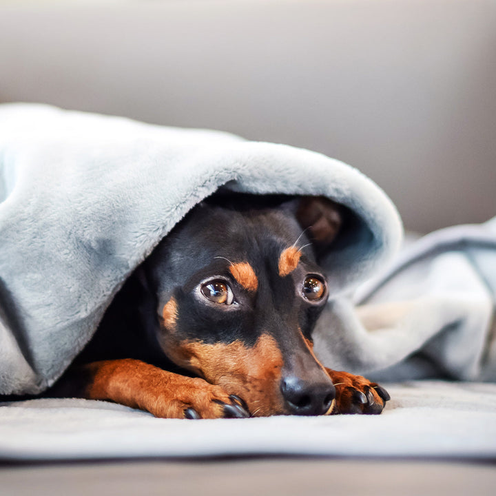 Persönliche Gravur - Premium Hundedecke