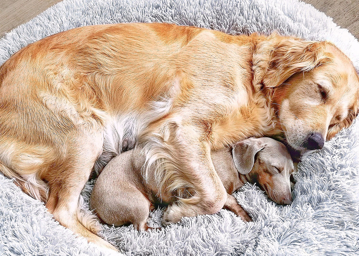 5 Grnde fr Wolke 7 Plus  Wahre Tierliebe